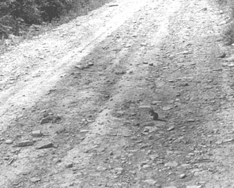 Chipmunk on the Road