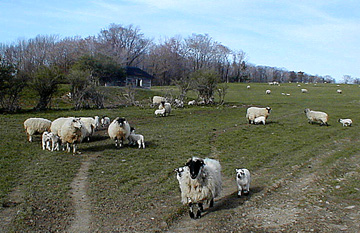 Sheep 2002