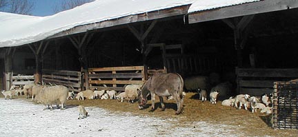 Lambing in February