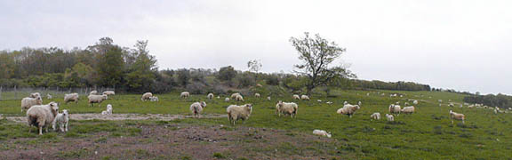 Sheep at Mount Saviour