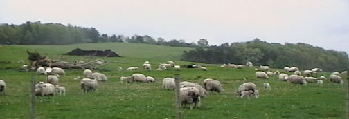 Mount Saviour Sheep 2012
